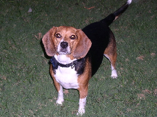 Mandi looks impatient...throw the ball, Mom!