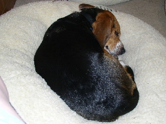 Mandi settles down in her snuggle ball