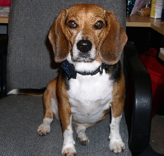 Oh? Am I getting your chair wet?  WHO threw my ball in the pool?  Hmmmm?