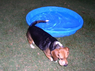 I can't believe she threw my ball in the pool...what WAS she thinking?  Hoomins!  Hmmmph!