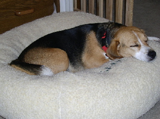 Sammi sleeps in his snuggle ball