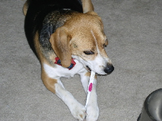 I'm a good boy - I brush my teeth before bed