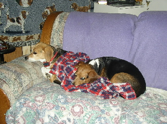 Mandi and Sammi snuggle with Mom's flannel shirt