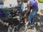 Lexi, surrounded by a pack of beagles