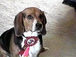 I'm still sitting nicely, see my ribbon?  Now, when do we get to the good part?