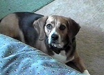 Did a toy roll under the couch, Mindi?