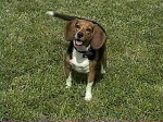 Throw the ball, Mommy!  I'm ready!  Throw the ball!