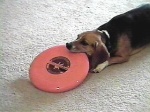 ARROOOO!!  A frisbee!!!