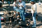 Norm and Nadine face a pack of "starving" beagles