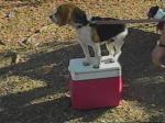 Jay stands on top of our cooler