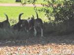 Beagles doing what beagles do best - Sniffing!!!