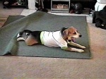 All this play makes a beagle sleepy