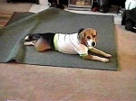 Nothing like rolling on the rug after a good zoomie run!