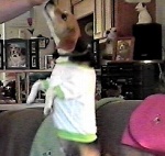 Dancin' Doggie