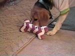 Sammi noses his new toy bone...