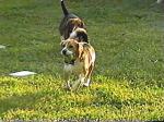 Sammi grabs the ball and takes off running