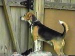 Ah geez, Mom!  Why'd ya have to throw it over the fence?