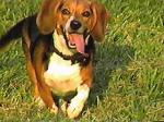 Beagle!