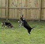 Mandi takes to the air to catch a bubble, while Mindi searches for one that popped in the grass.