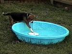 Mindi rescues her beloved frisbee from the dreaded Pool Monster!