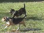 Panco and Mindi romp through the yard