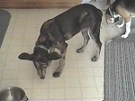 Here I am snarfing cookies in the kitchen with Sammi