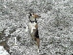 It's a bird, it's a plane, no!  It's a walking snow beagle!