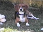 Mindi relaxing in the shade