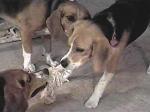 Beagle Tug-o-war!