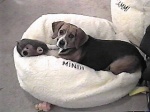 Mindi lays in her new bed and plays with Grunter the Hedgehog